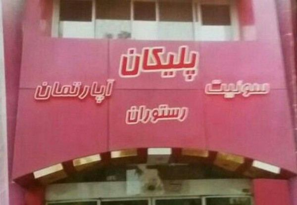 مهمانپذیر پلیکان