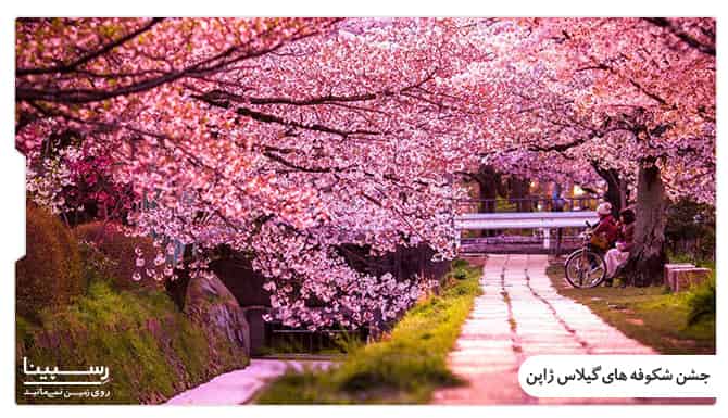 جشن شکوفه های گیلاس ژاپن