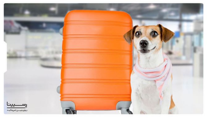روش های حمل سگ با هواپیما