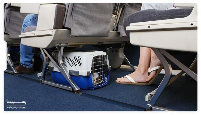 حمل سگ در هواپیما