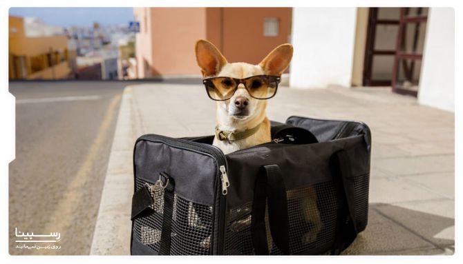 رزرو بلیط هواپیما سگ در کشورهای مختلف