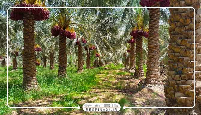 قطار تهران به بم