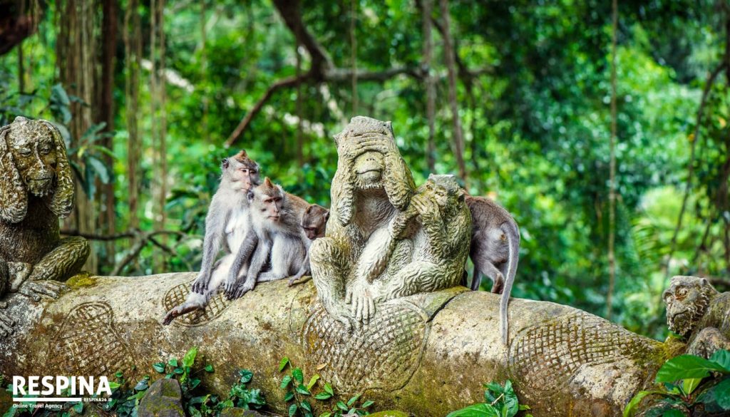جنگل میمون ها بالی