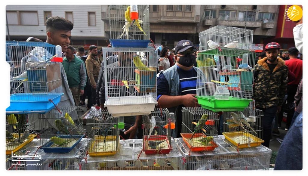 جمعه بازار مشهد پرنده