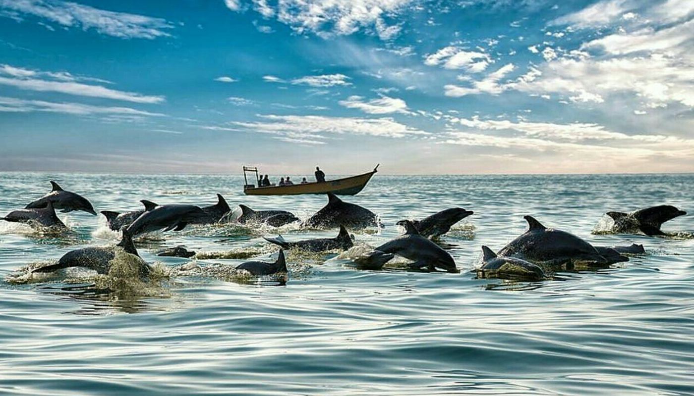 راهنمای سفر به جزیره هنگام و همسفر شدن با دلفین ها