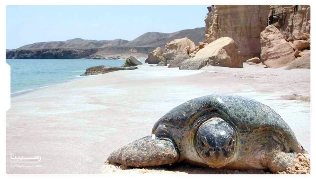 ساحل تخم گذاری لاکپشت ها