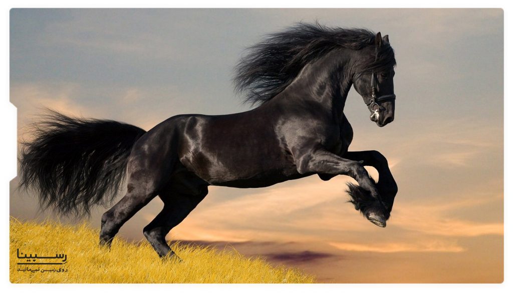 نژاد اسب عرب