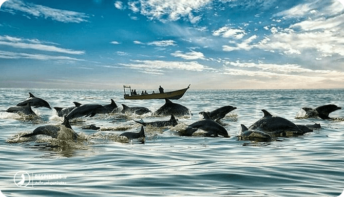 دلفین ها در جزیره هنگام