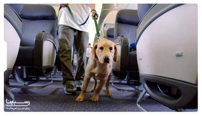 حمل سگ با هواپیما داخلی