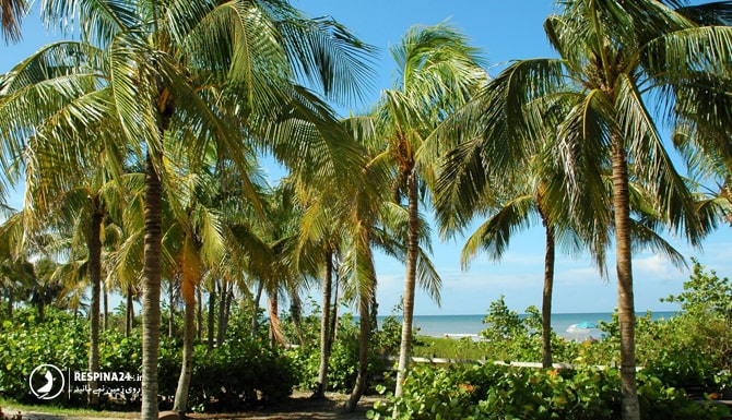 ساحل زیبای درختان نارگیل در کیش