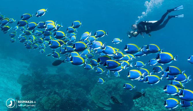 عکاسی از دنیای زیر آب جزیره کیش
