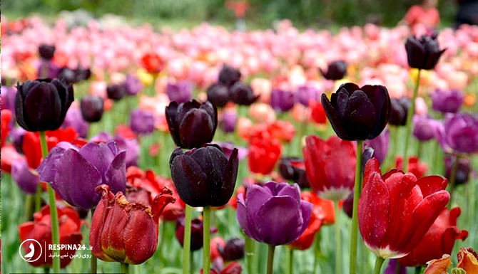 تصویری از باغ گلهای مشهد 