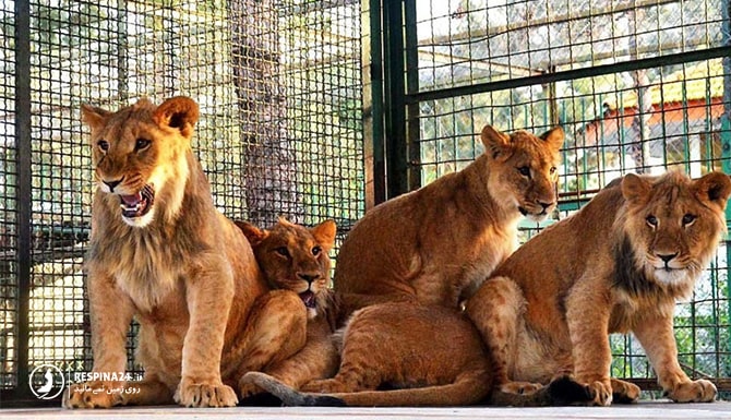 شیر از حیوانات باغ وحش وکیل آباد مشهد