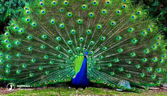 طاووس از حیوانات باغ وحش وکیل آباد مشهد