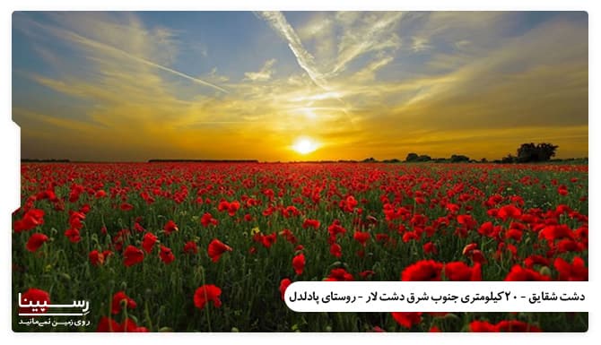 دشت شقایق پارک لار دشت شقایق پارک لار