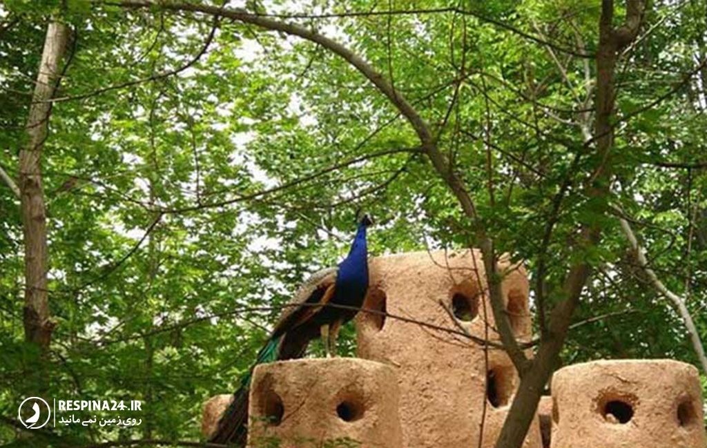 گونه ای از پرندگان بیابانی در باغ پرندگان اصفهان