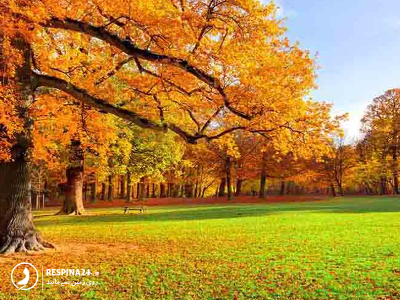 نمای درختان پارک جنگلی سراوان رشت