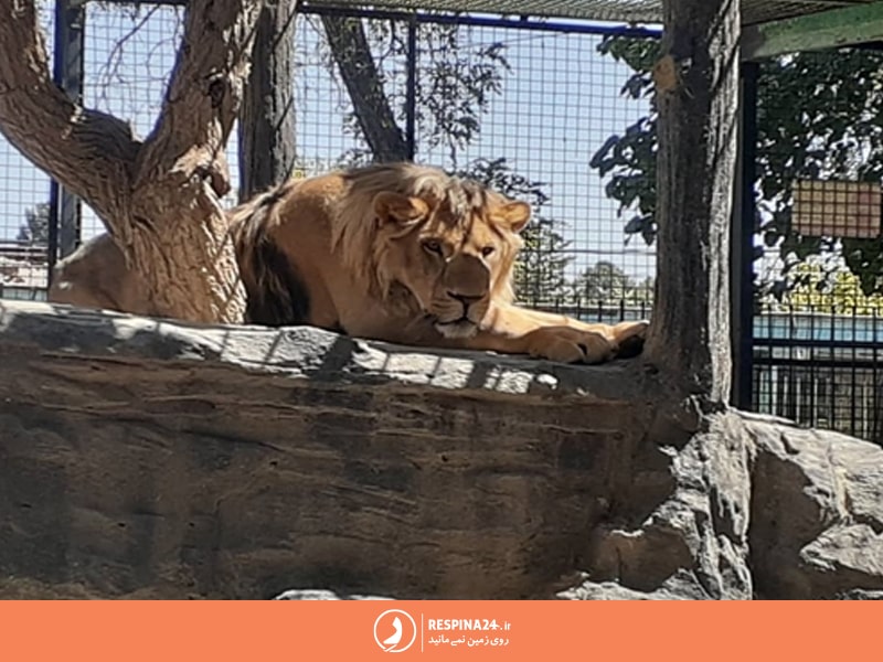 شیر در باغ وحش وکیل آباد مشهد
