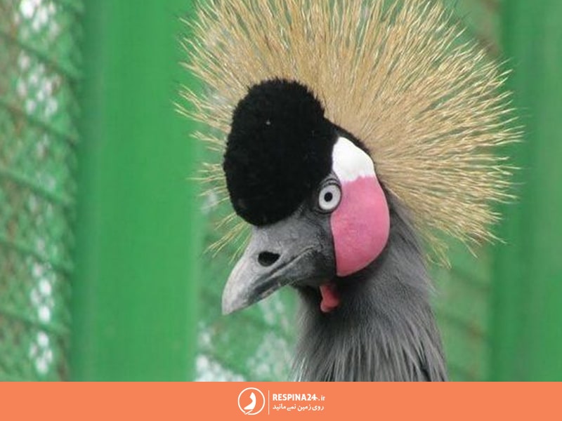 طاووس در باغ وحش وکیل آباد