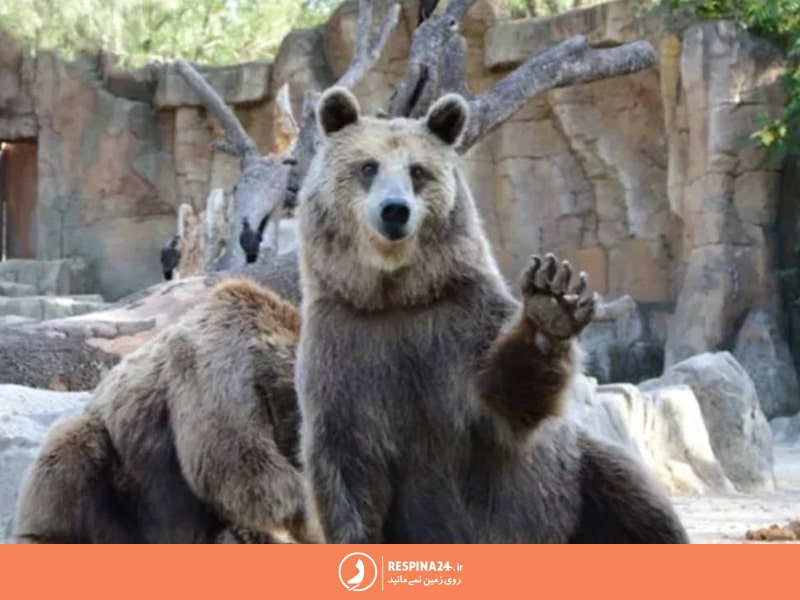 خرس در باغ وحش وکیل آباد مشهد
